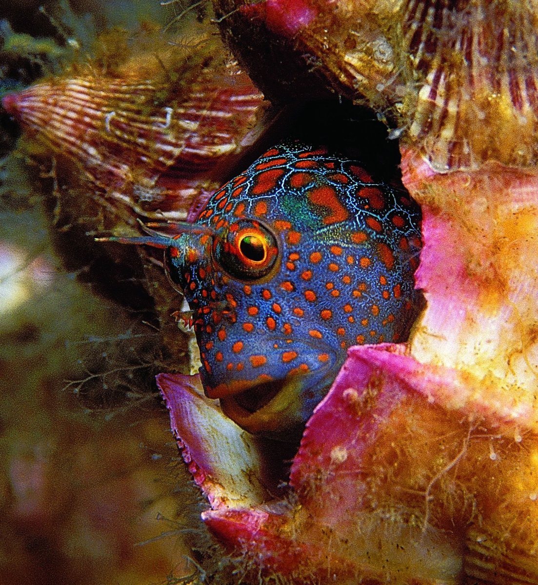 Blenny Tessellated