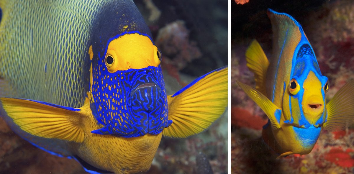 Синеголовый губан