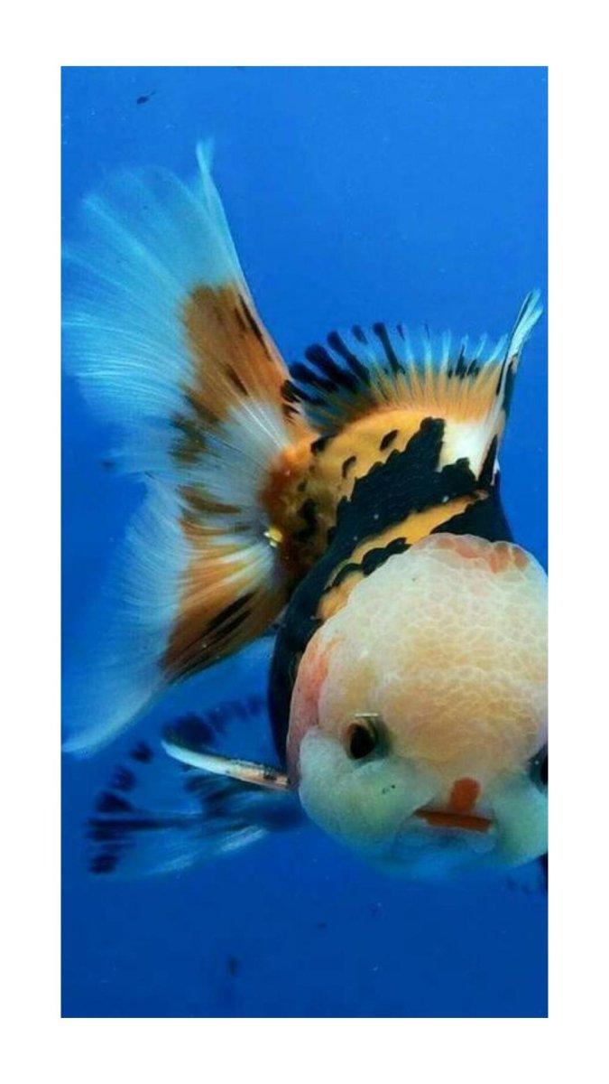 Самые красивые рыбы