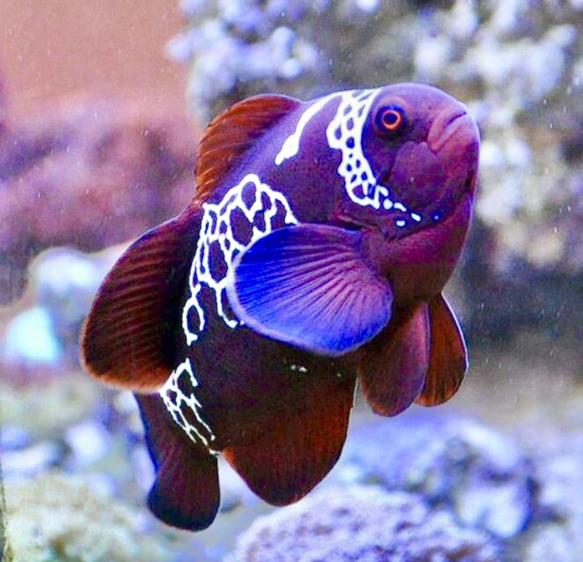 Красивые аквариумные рыбки