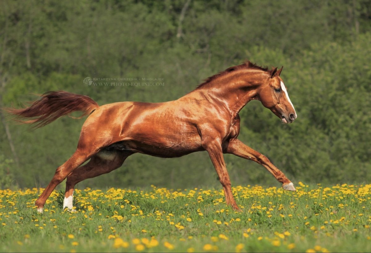 Донская лошадь Буланая