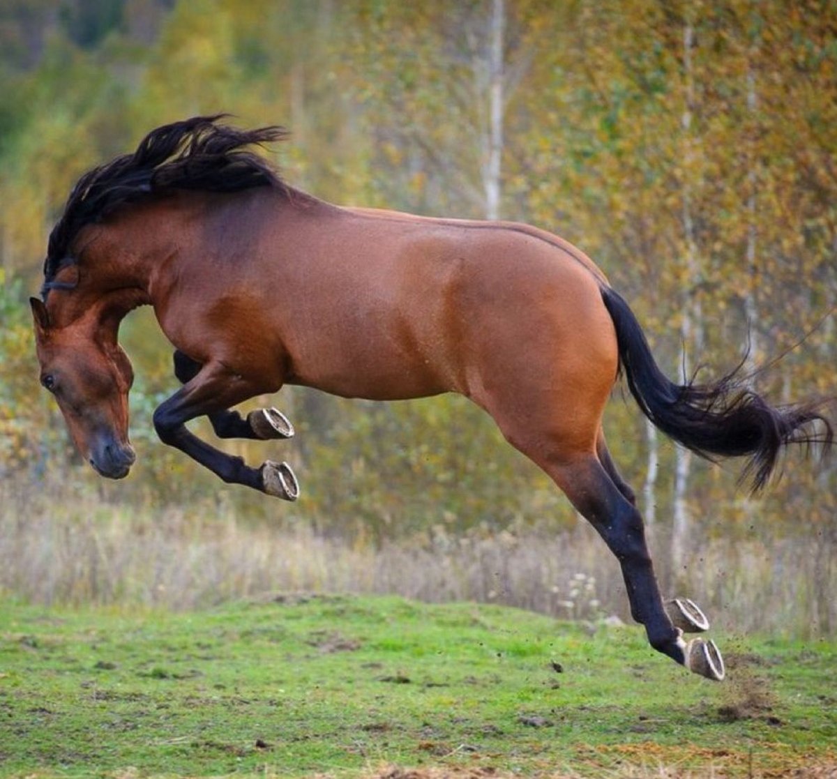 Белая лошадь Эстетика