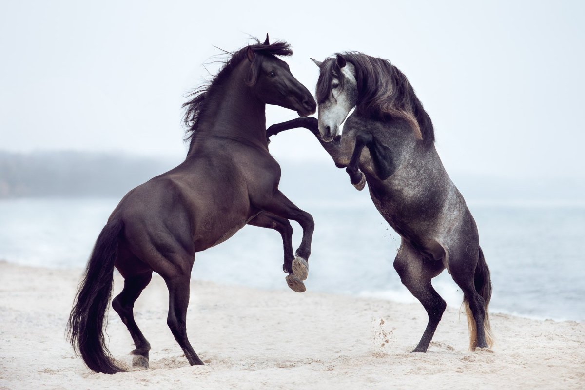 Лошади в паре красивые