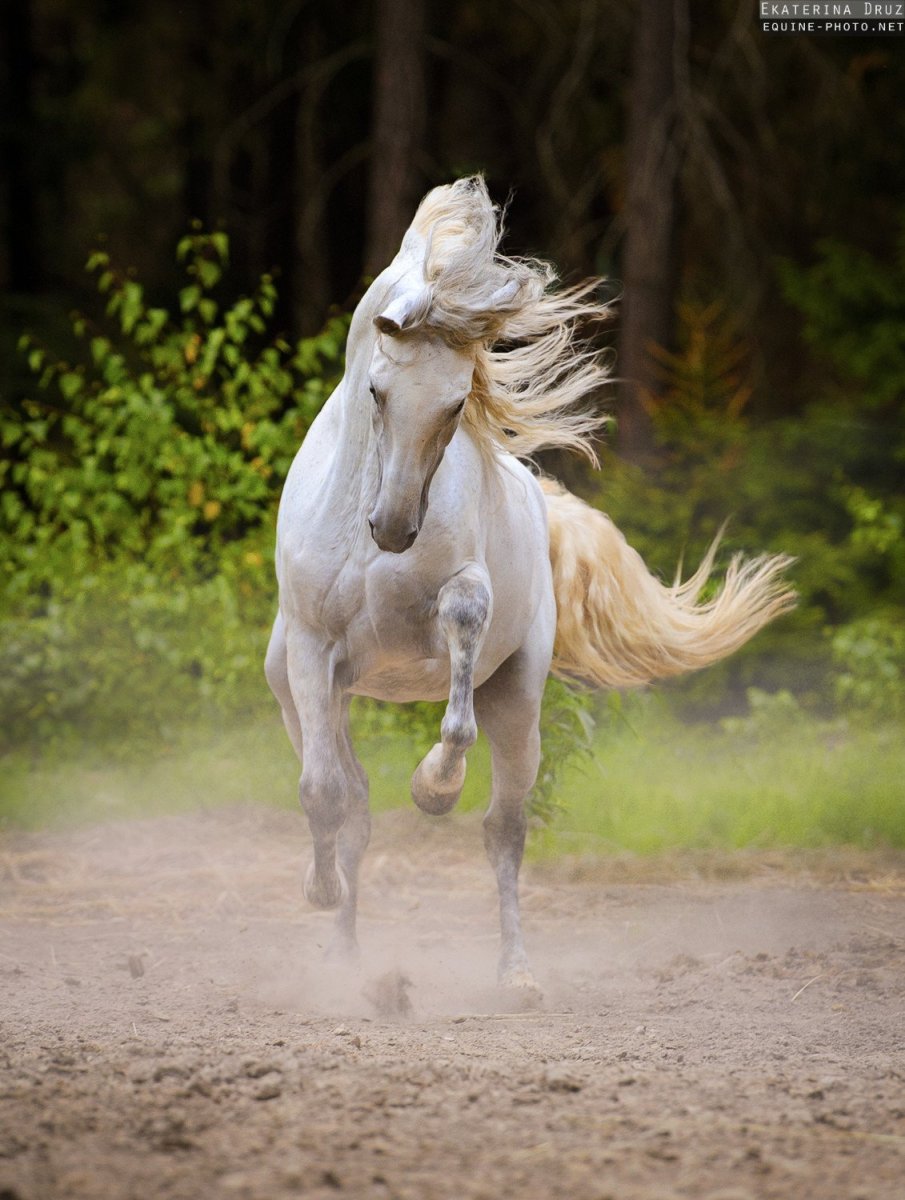 Конь Эстетика