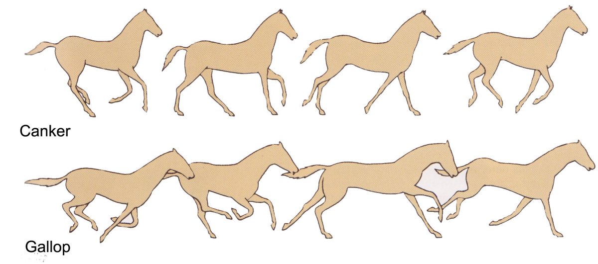 Табун лошадей