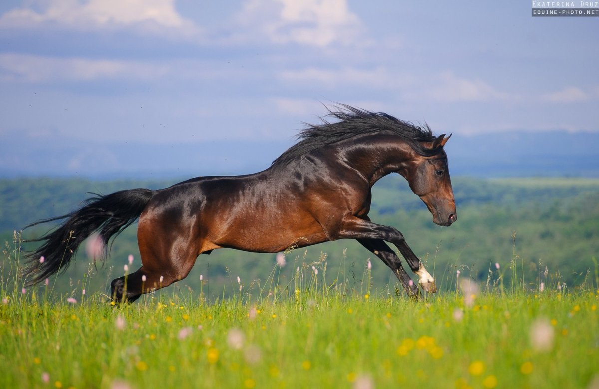 Карачай Хорс