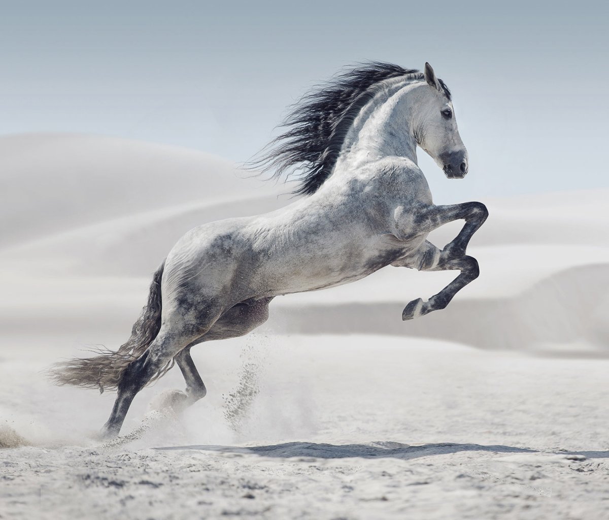 Екатерина Друзь конный фотограф