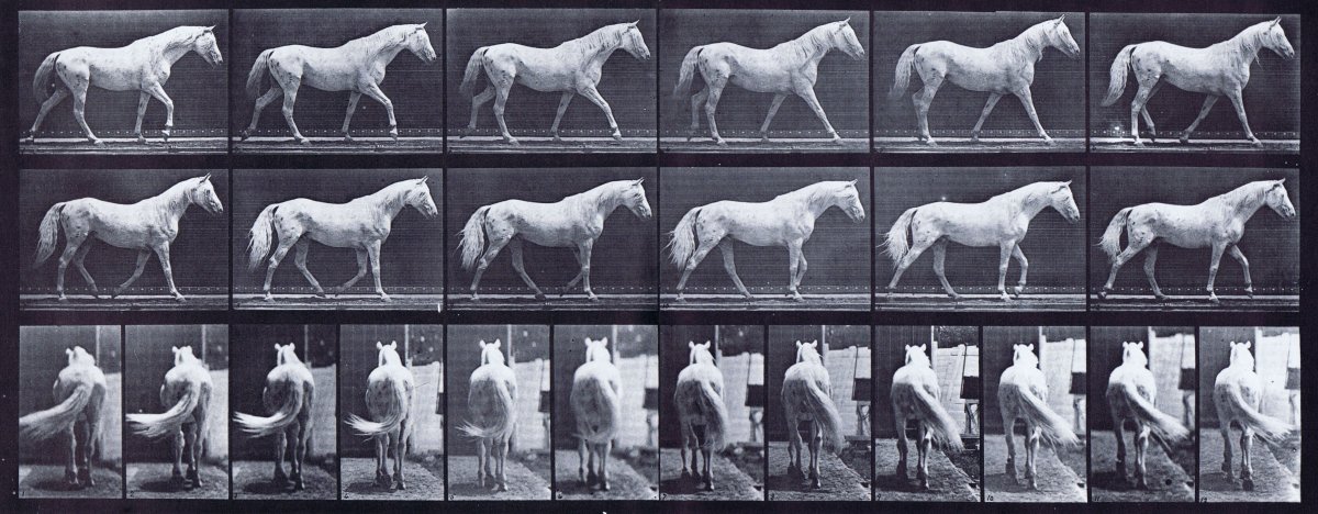 Лошади Эстетика