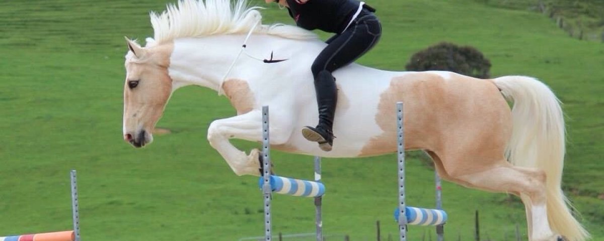 Лошадь референс анатомия