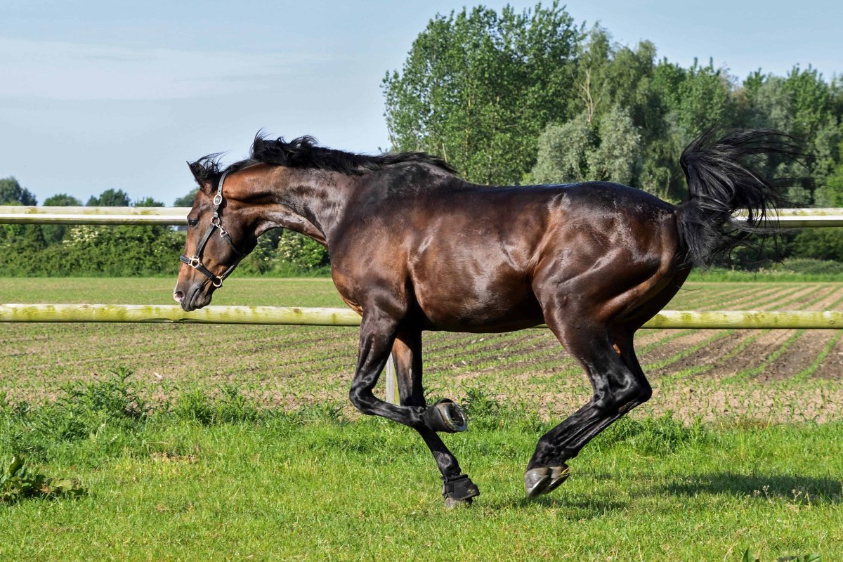 Мудрый конь