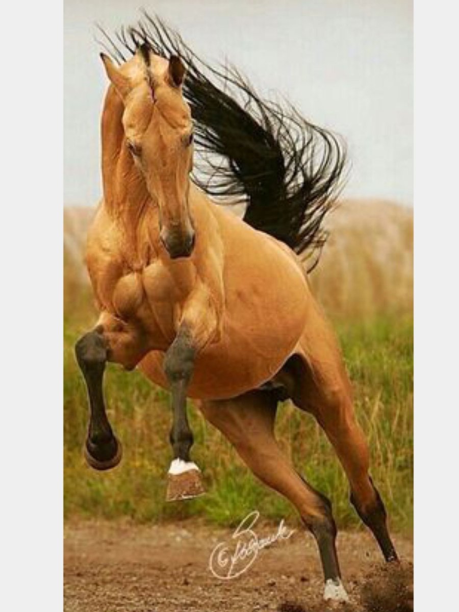 Лошадь на дыбах спереди