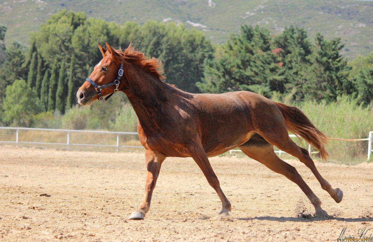 Галопирующий конь