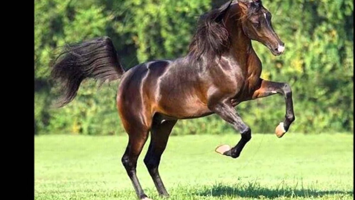 Фризская лошадь гнедая