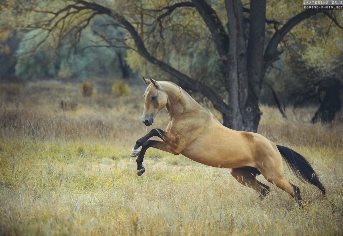 Табун Аппалуза