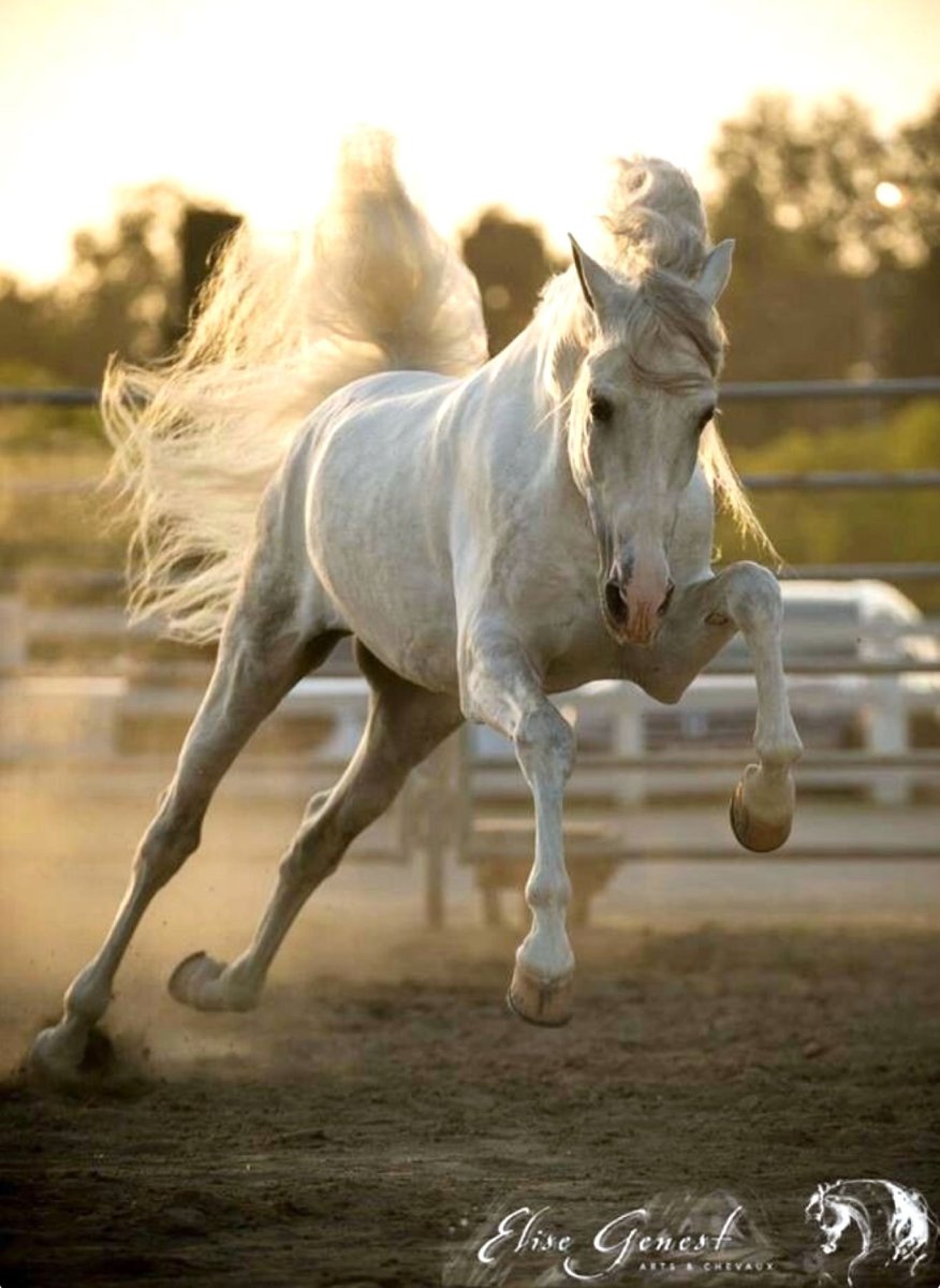 Лошадь бежит вид сзади
