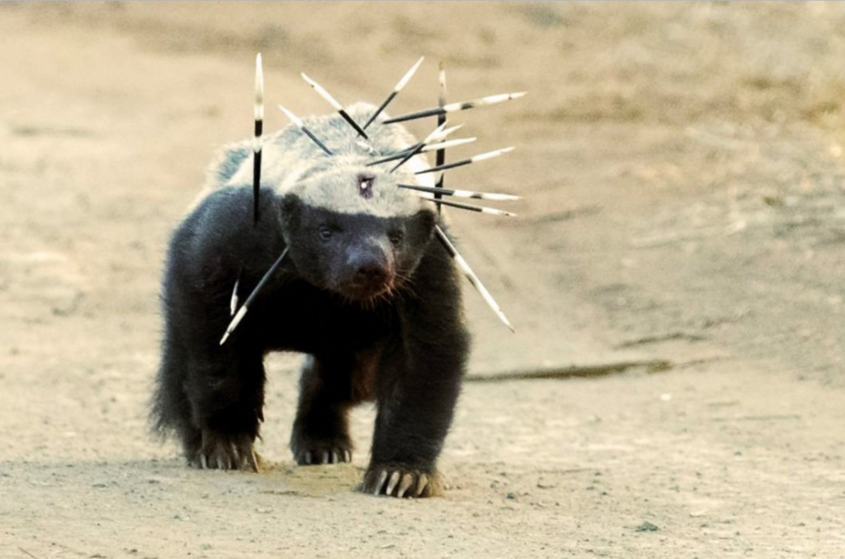 Белый Тигренок