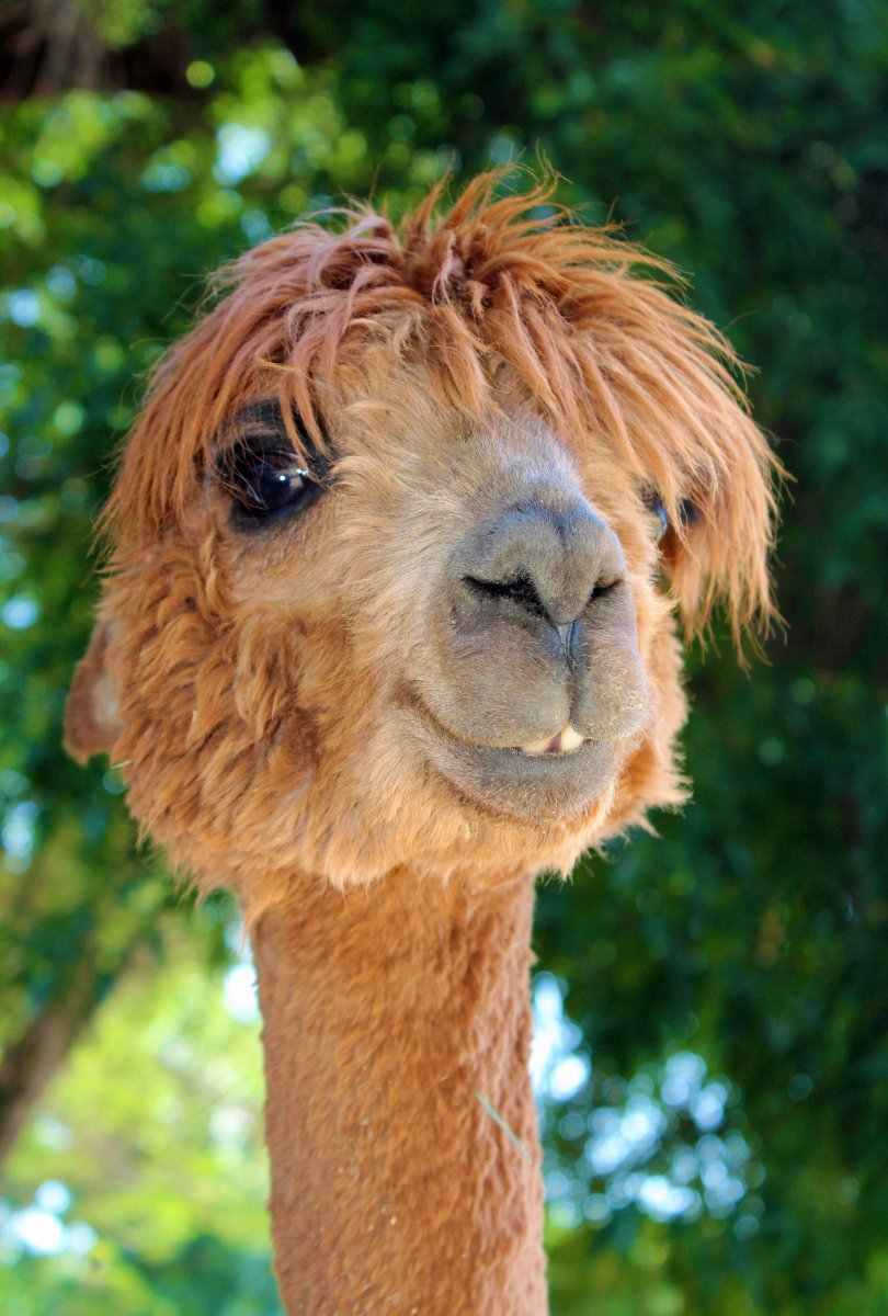 Снежный Барс альбинос