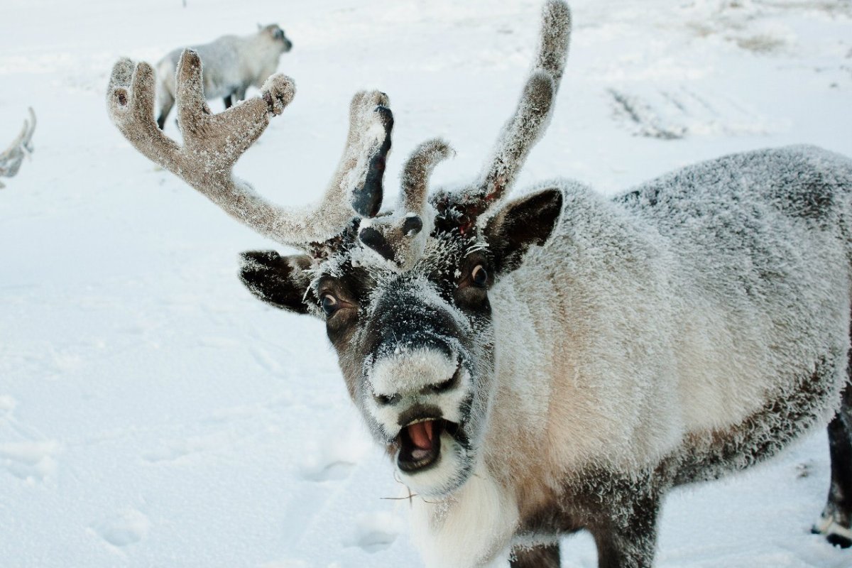 Смешной Северный олень