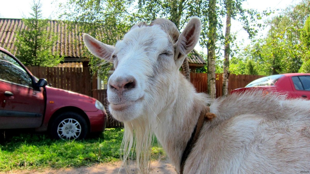 Собачки волчата