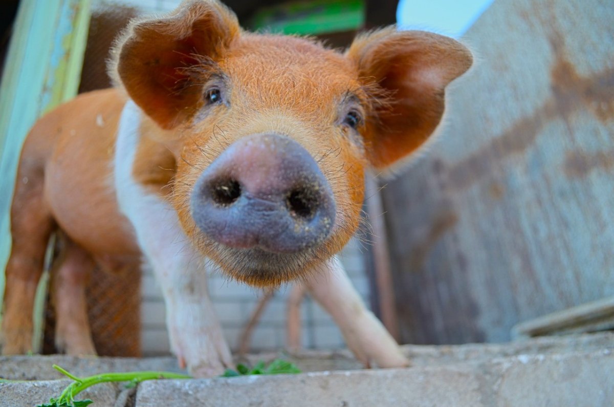 Смешной козлик