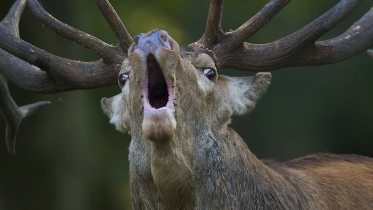 Смешной олень