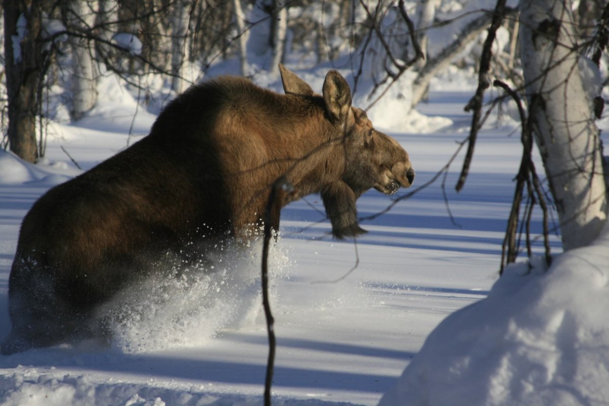 Козел прикольный