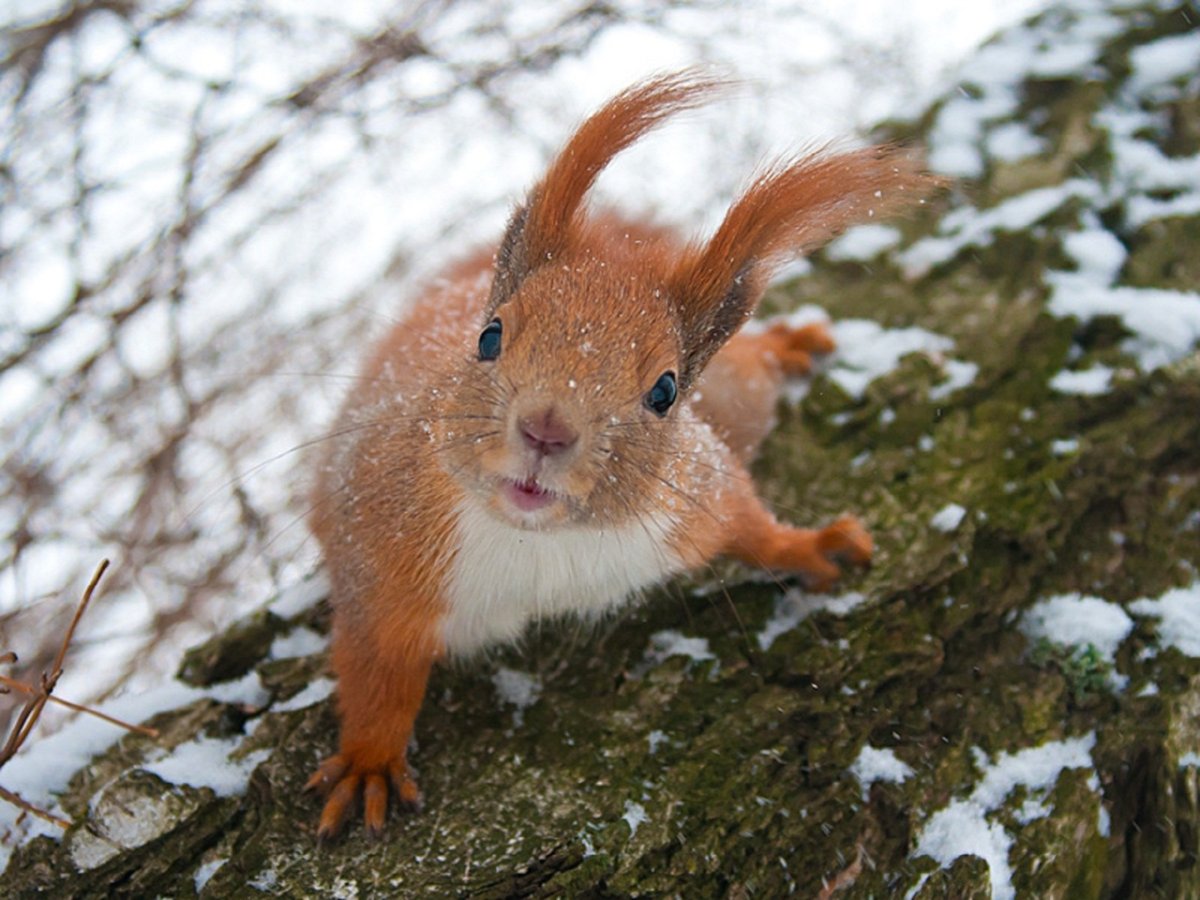 Альпака смешная