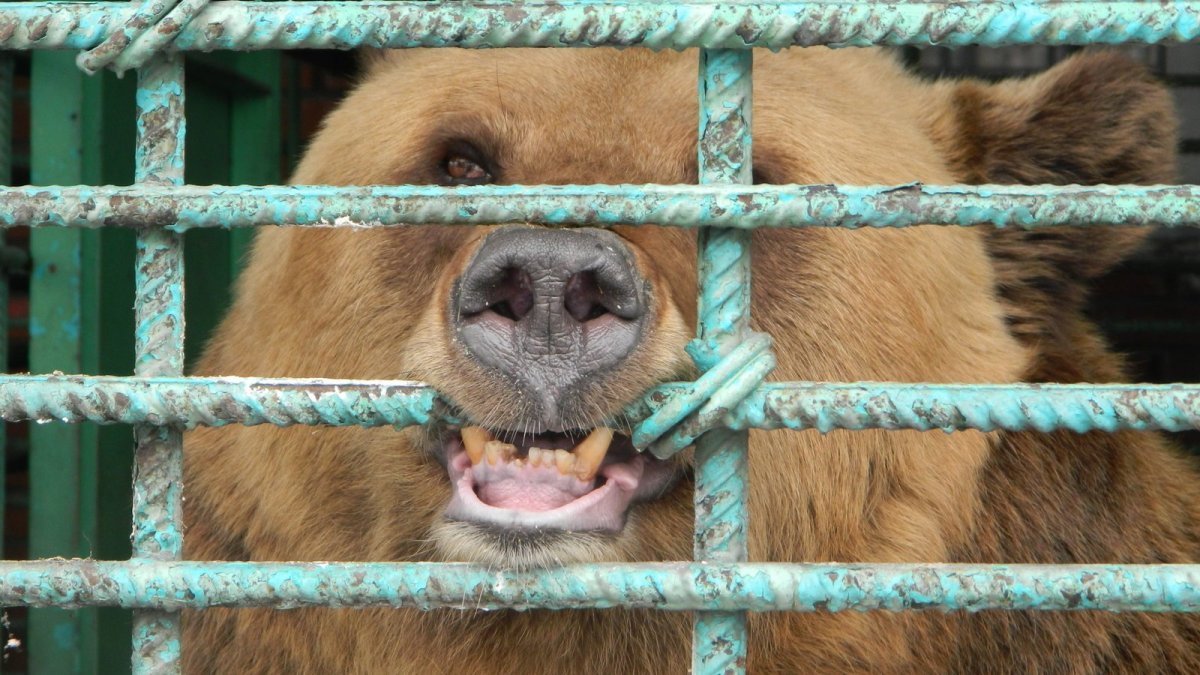 Амурский тигр на охоте