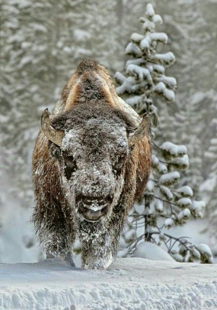 ЗУБР В снегу