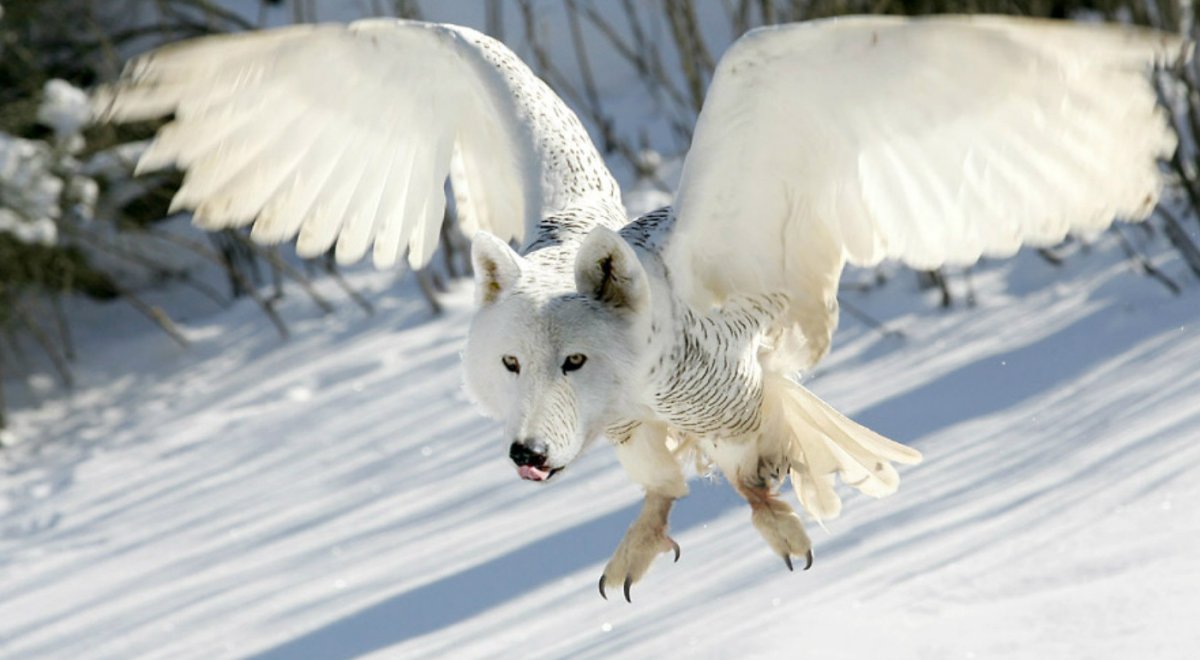 Егоза животное