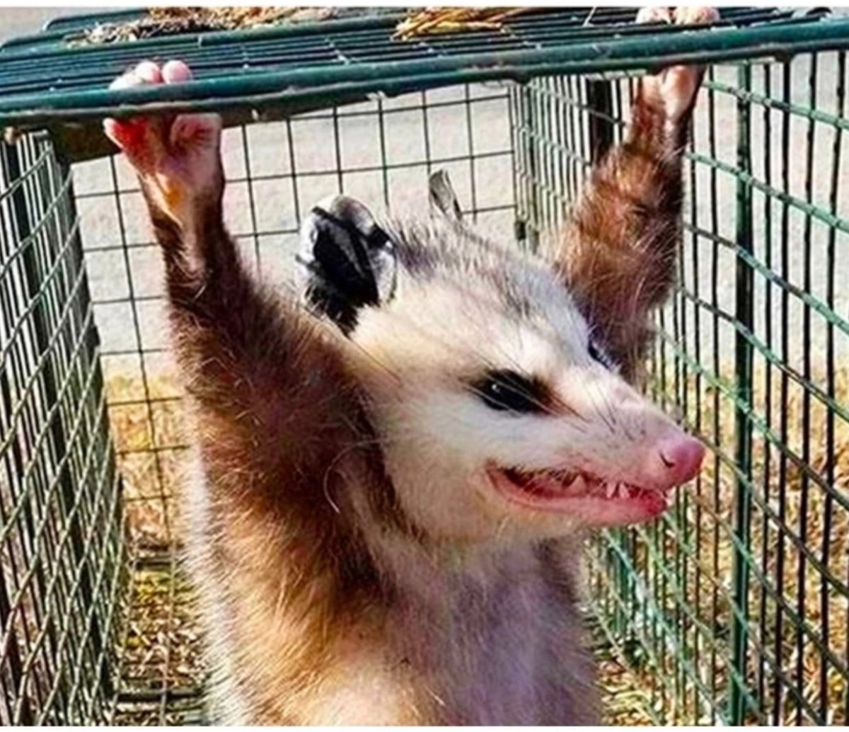 Нарисовать козу