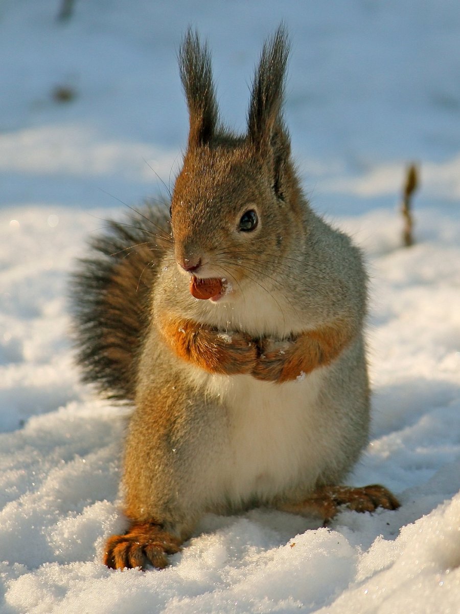 Белка зимой