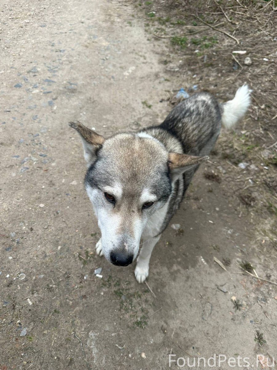 Пума на дереве