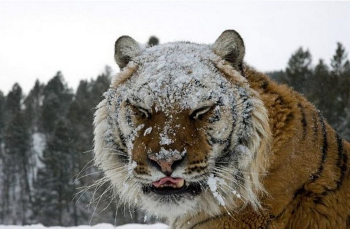 Невиданные животные