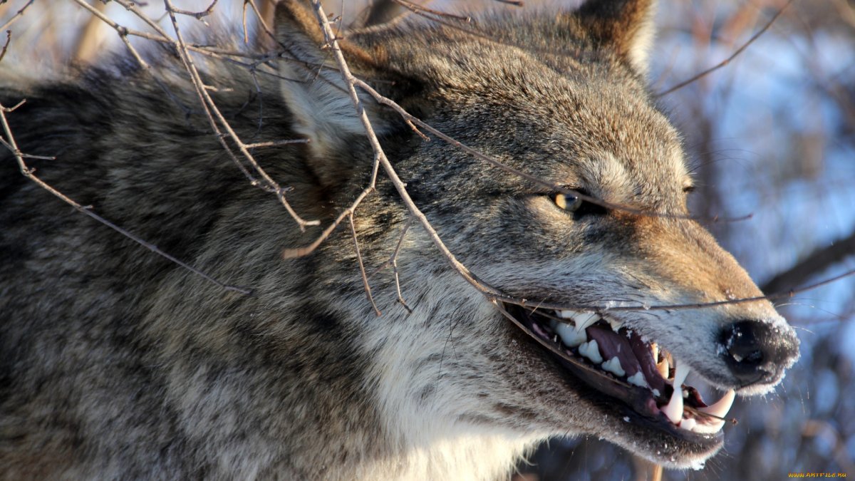 Лучшие снимки дикой природы