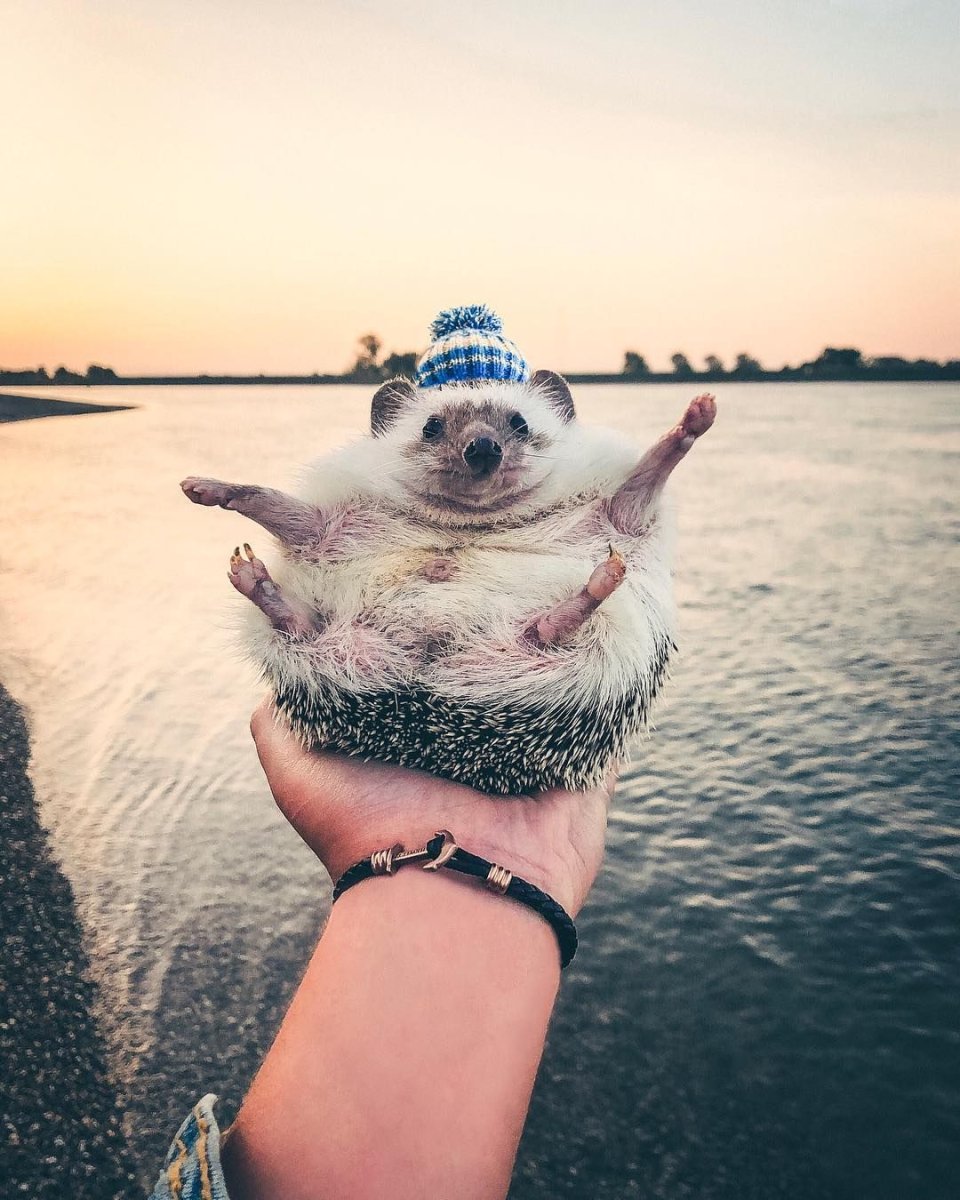 Еж на море