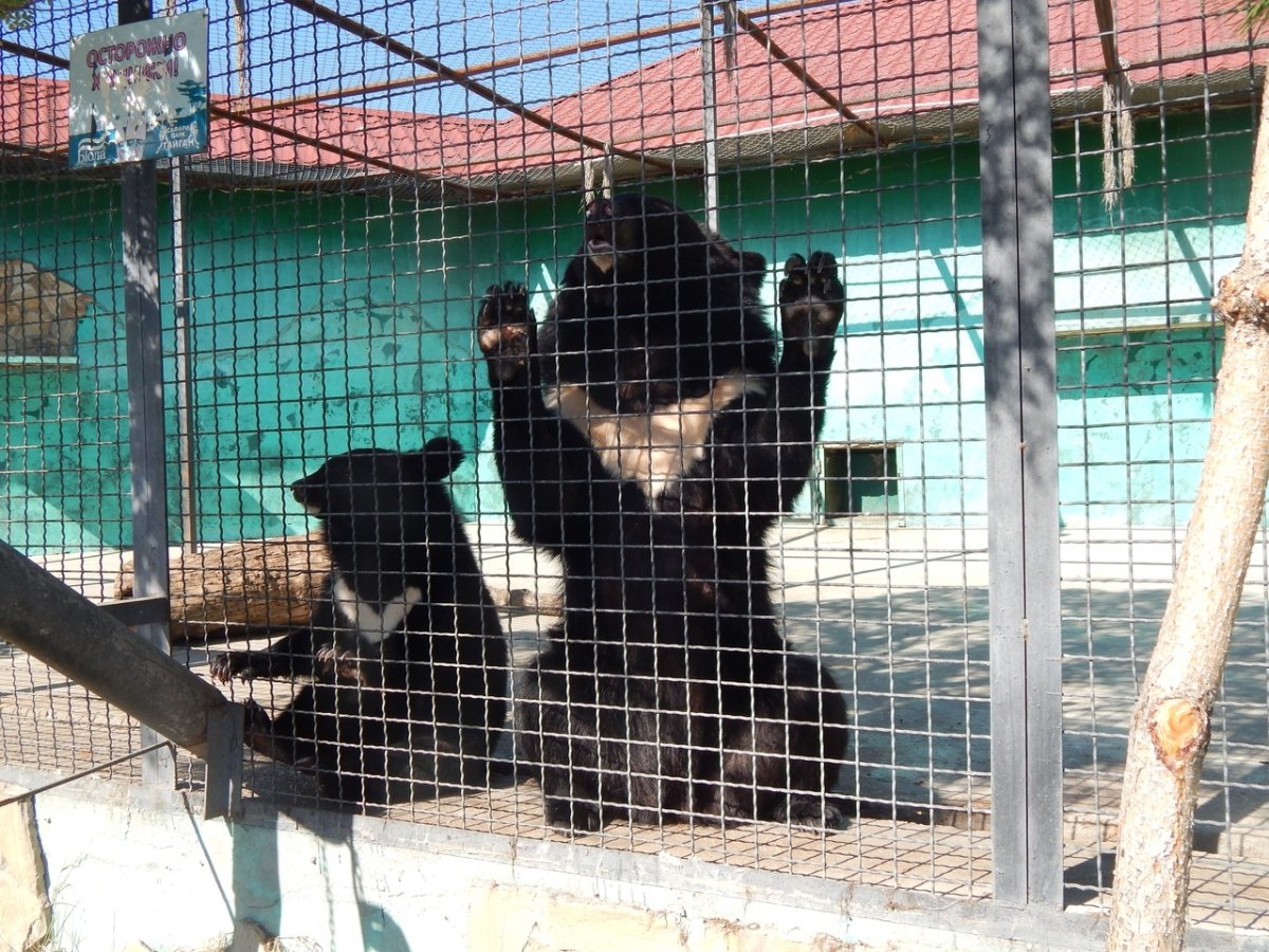 Морда козла рисунок