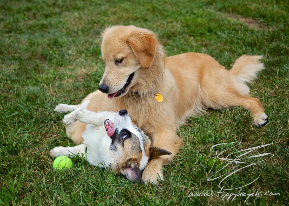 Корги и ретривер