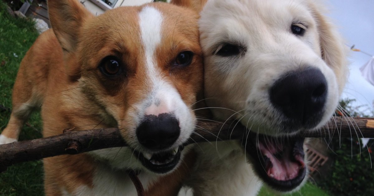 Помесь корги и лабрадора