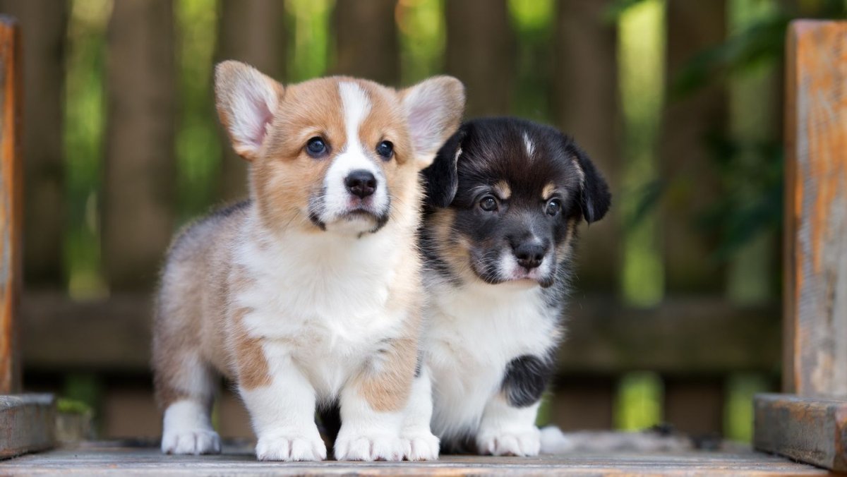 Метис корги и лабрадора