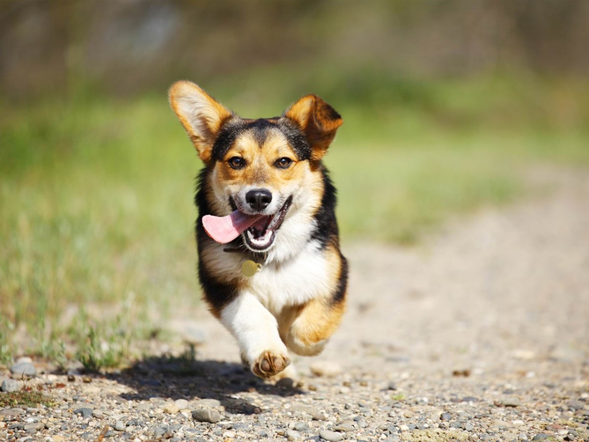 Метис таксы и золотистого ретривера