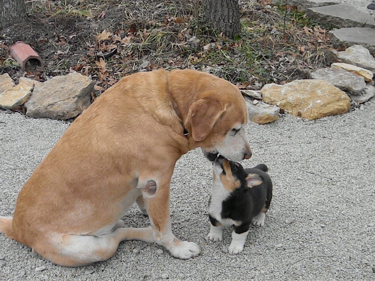 Корги и ретривер