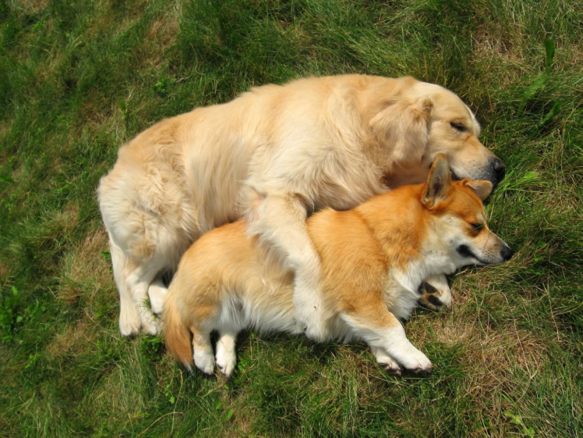 Милые щенки лабрадора ретривера