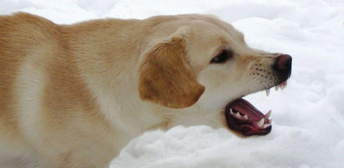 Собака корги