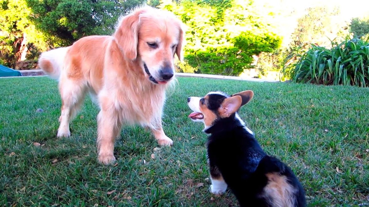 Корги и лабрадор