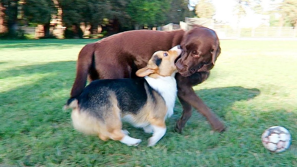 Вельш корги пемброк