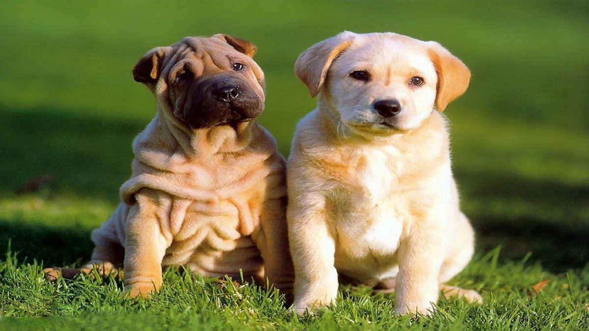 Бордер колли и Бигль