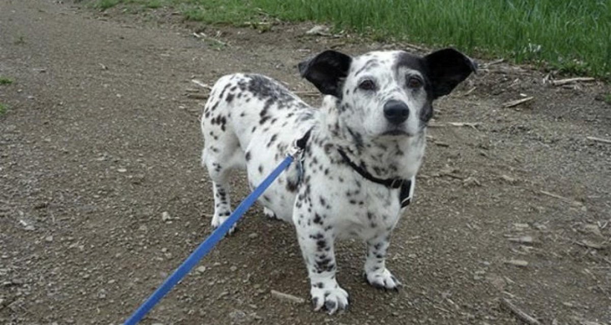 Корги взять из приюта