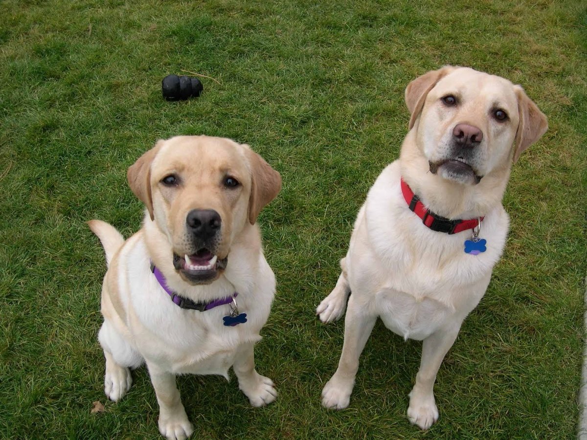 Лабрадор ретривер золотистый