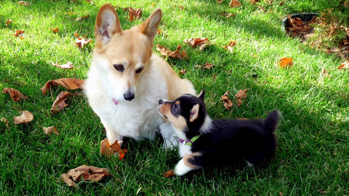 Смесь корги и лабрадора